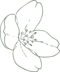 Hand-Drawn Jasmine Flower