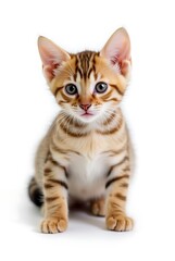 british shorthair cat