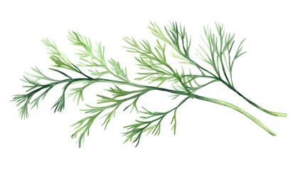 Fototapeta premium Detailed Watercolor Botanical Illustration of Isolated Dill on White Background