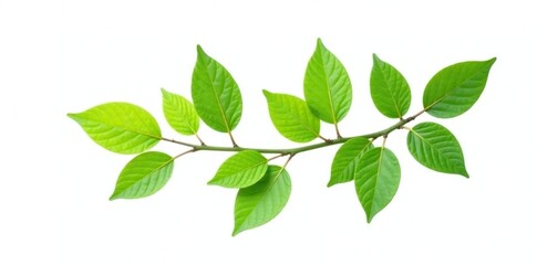 Naklejka premium A single branch with green leaves isolated on white background, tree, white space, green