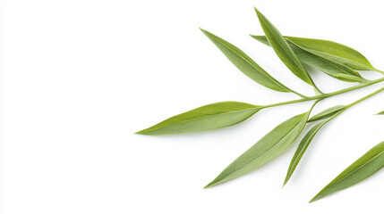 Fresh green leaves arranged elegantly on white background, showcasing nature beauty and simplicity