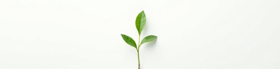 Small green plant stem isolated on white background, botany, minimalism, greenery