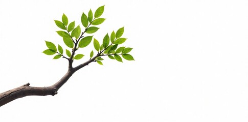 Obraz premium A solitary tree branch against a stark white backdrop, natural, wood, rustic