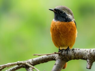 森の中で周りを見渡しているジョウビタキの雄