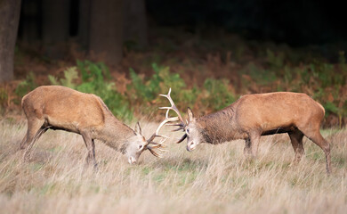 Young red deer stags practice fighting during the rutting season in autumn