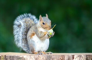 Grey squirrel eating green acorn on a tree stump in autumn