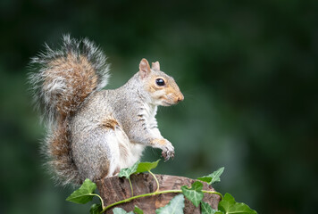 Portrait of a grey squirrel standing on a tree stump in autumn