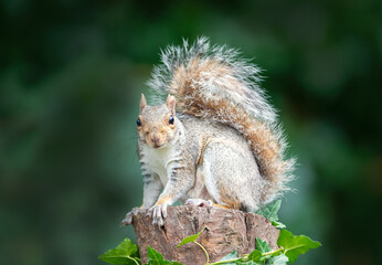 Portrait of a grey squirrel standing on a tree stump in autumn
