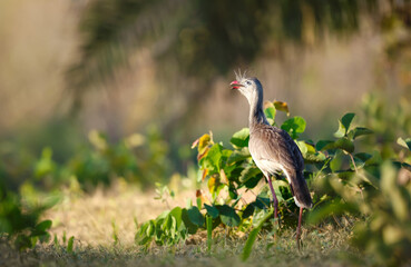 Red-legged seriema standing in its natural environment, Pantanal, Brazil