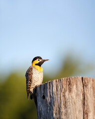 Campo flicker perched on a tree stump, Pantanal, Brazil