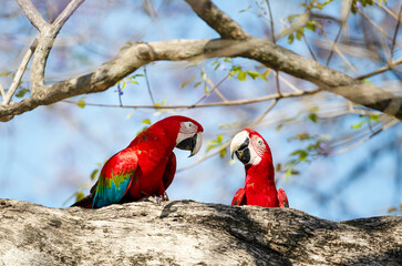 Red-and-green macaws perched on a tree branch, Pantanal, Brazil