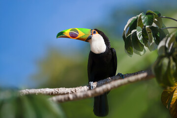 Toco Toucan with Brazilian flag beak perched on a tree branch in tropical rainforest