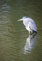 Grey heron fishing in a pond