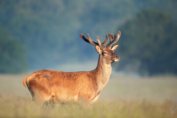 Portrait of a red deer stag with velvet antlers in summer