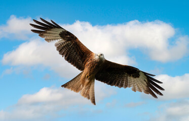 Portrait of a red kite in flight against blue sky