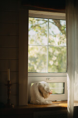cat on window