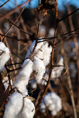 Close-up view of cotton bolls ready for harvest in a sunny field during autumn in the countryside, showcasing the natural beauty of agricultural landscapes