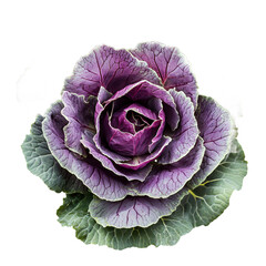 Fototapeta premium Vibrant Purple Ornamental Cabbage Close Up Rose like Vegetable Detailed Texture Garden Plant