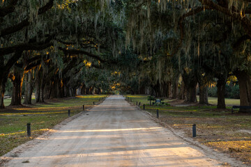 Sunlight filters through ancient oak trees lining a gravel path in a serene park setting during late afternoon