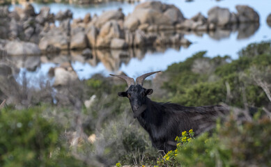 Capra selvatica, isola Caprera, Sardegna