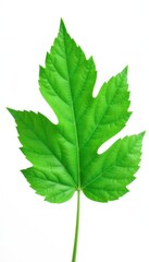 Fototapeta premium Green leaf isolated on white background with soft focus, monochrome, green leaf, floral