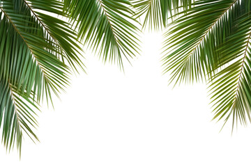 Fototapeta premium PNG Palm leaves frame green leaf background.