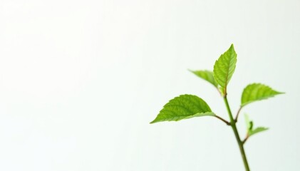 Single, delicate sapling against pure white backdrop, green, branch, tiny
