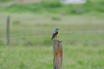 Common Rock Thrush standing on branch in meadow. Distant view.  Monticola saxatilis