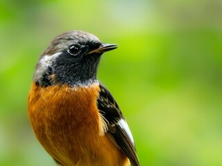 森の中で周りを見渡しているジョウビタキの雄