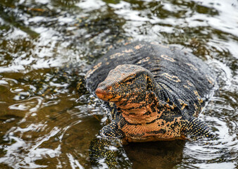 Asian water monitor (Varanus Salvator) in Kandy, Sri Lanka, Asia. The Asian water monitor is native to South and Southeast Asia, being the second-largest lizard species, after the Komodo Dragon.