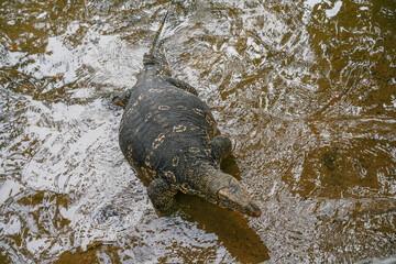 Asian water monitor (Varanus Salvator) in Kandy, Sri Lanka, Asia. The Asian water monitor is native to South and Southeast Asia, being the second-largest lizard species, after the Komodo Dragon.	