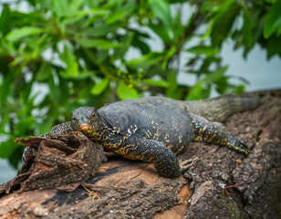 Asian water monitor (Varanus Salvator) in Kandy, Sri Lanka, Asia. The Asian water monitor is native to South and Southeast Asia, being the second-largest lizard species, after the Komodo Dragon.	