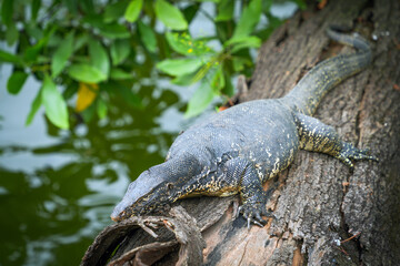 Asian water monitor (Varanus Salvator) in Kandy, Sri Lanka, Asia. The Asian water monitor is native to South and Southeast Asia, being the second-largest lizard species, after the Komodo Dragon.	