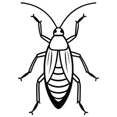 Blattodea isolated on white background