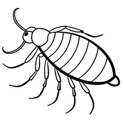 Flea isolated on white background