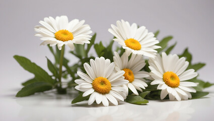 Obraz premium Charming Daisy Marguerite Isolated on a White Background for Floral Arrangements