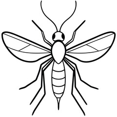 Mosquito isolated on white background