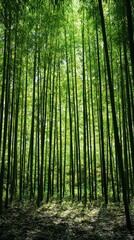 Obraz premium Dense bamboo forest with sunlight filtering through tall, green stalks above