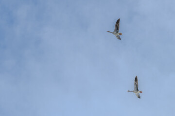 Grace in Flight: Two Wild Geese Soaring Across the Sky