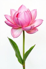 Obraz premium Delicate flower petals unfolding on white background, isolated, flowers