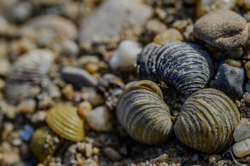 Nature’s Treasures: Mussel Shells and Riverbank Pebbles in Close-Up