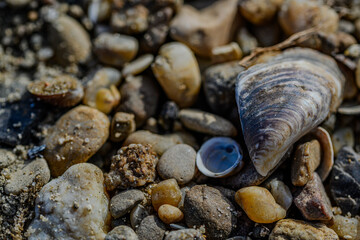 Nature’s Treasures: Mussel Shells and Riverbank Pebbles in Close-Up