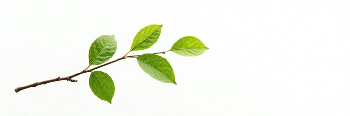Fototapeta premium Isolated branch on white background with subtle texture, serene, simple