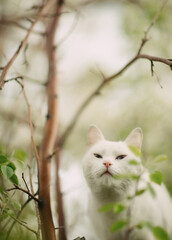 cat on the tree