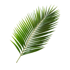 Obraz premium Palm branch symbolizing victory, religion, and easter on transparent background