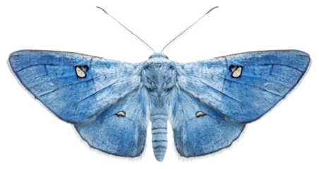 PNG A blue butterfly insect moth invertebrate.