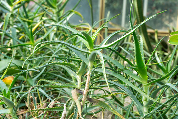 Aloe flower. Green plant leaf growing. Medicine herb