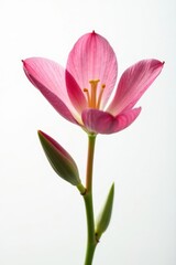 Naklejka premium Delicate petals unfolding on a crisp white background, isolated, floral, single