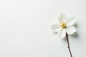 Fototapeta premium Delicate white flower blossom against pure white background, botany, texture, serene