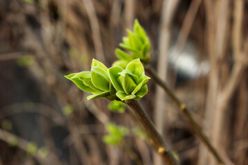Big green buds on Syringa branches. Young green leaves coming out from thick green buds. Lilac branches with new foliage illuminated by the evening sun. Early spring day. Spring is coming. 